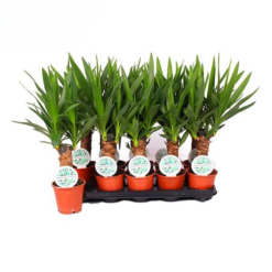 Yucca elephantipes jukkapalmu P12
