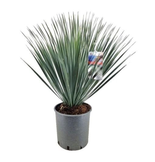 Yucca rostrata P27