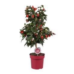 Abutilon 'Red Trumpet' P19 Vaahtera-aulio