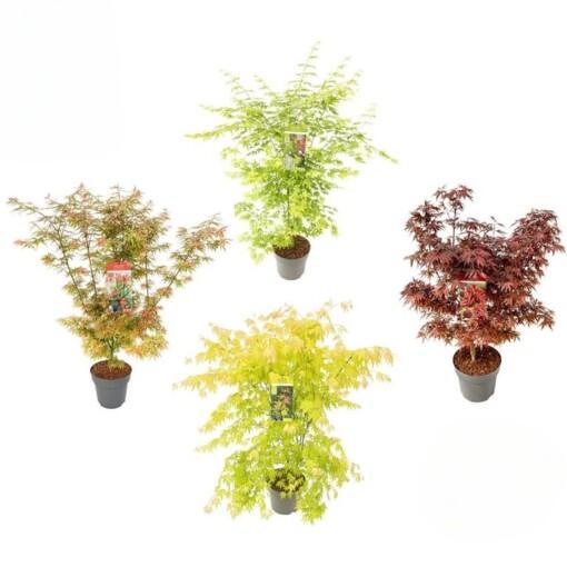 Acer palmatum 10 ltr eri lajikkeita japaninvaahtera