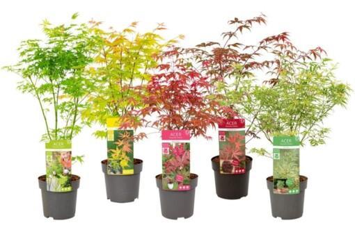 Acer palmatum C3 eri lajikkeita japaninvaahtera