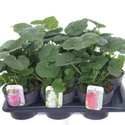 Alcea rosea 'Chater's Double' mix C2 tarhasalkoruusu