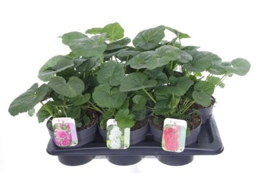 Alcea rosea 'Chater's Double' mix C2 tarhasalkoruusu