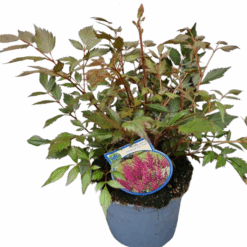 Astilbe 'Mainz' C2 pinkki Jaloangervo