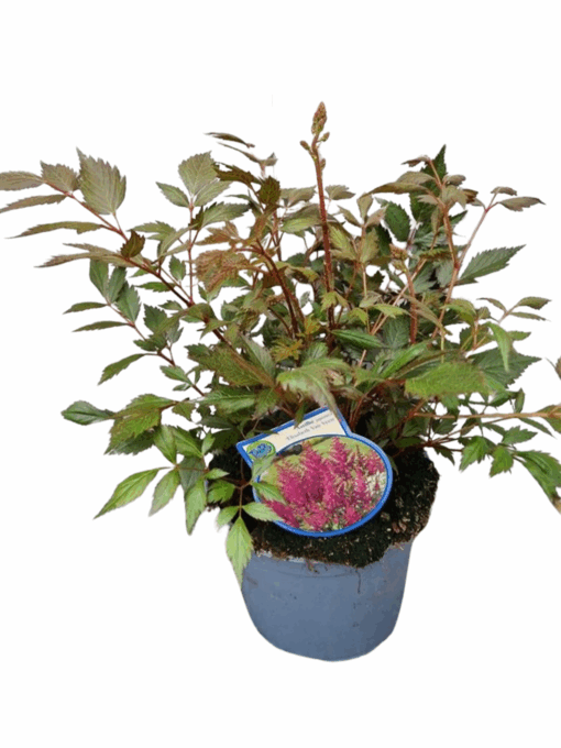 Astilbe 'Mainz' C2 pinkki Jaloangervo