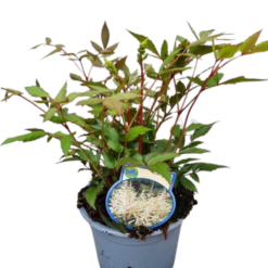 Astilbe 'Ellie' C2 valkoinen Jaloangervo