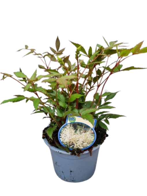 Astilbe 'Ellie' C2 valkoinen Jaloangervo