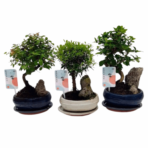 Bonsai 'Landscape' mix 16 cm keramiikka
