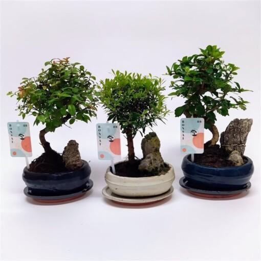 Bonsai 'Landscape' mix 16 cm keramiikka