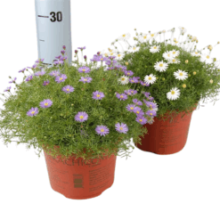 Bracyscome mix P17 nukenkaulus
