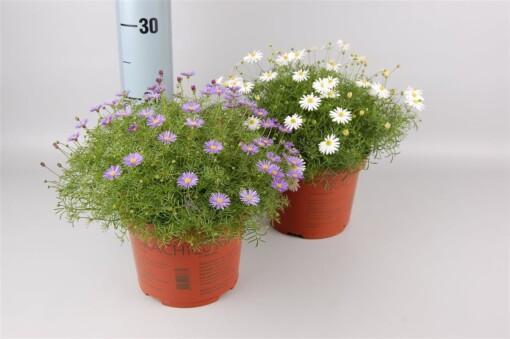 Bracyscome mix P17 nukenkaulus