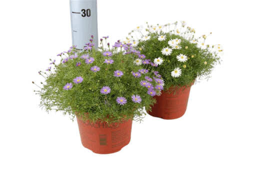 Bracyscome mix P17 nukenkaulus
