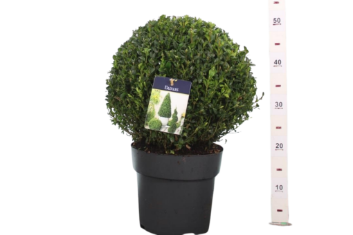 Buxus sempervirens 30-35 cm puksipuu