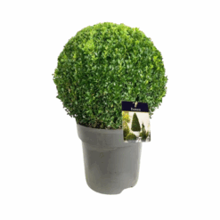 Buxus sempervirens pallon halkaisija 40 cm puksipuu