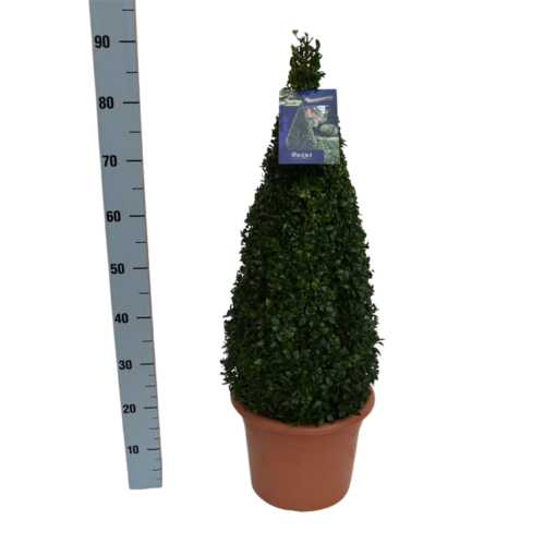 Buxus sempervirens 60-70 cm puksipuu kartio