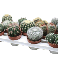 Cactus mix P12 kaktus