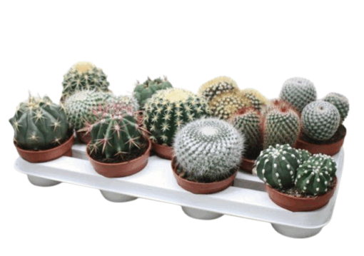 Cactus mix P10.5 kaktus