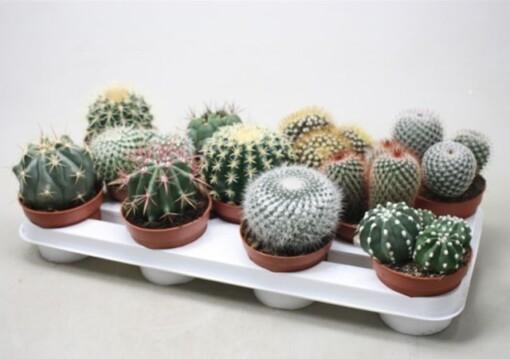 Cactus mix P12 kaktus
