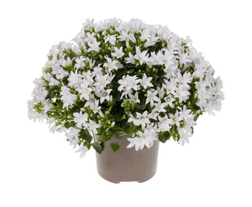 Campanula 'Ambella® Intense White' P12 muurinkello