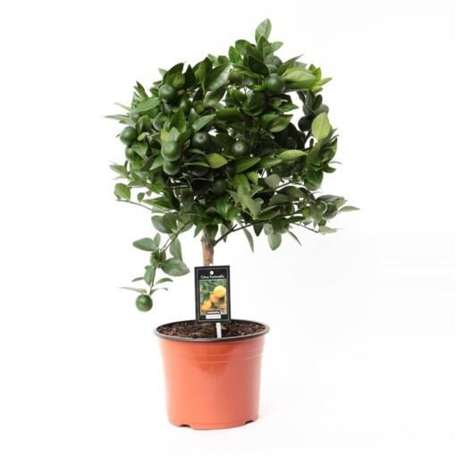 Citrofortunella 'Calamondin' P19, Kääpiösitrus