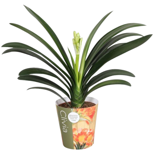 Clivia miniata P13 kliivia eli punasarja