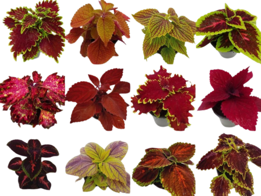 Coleus blumei mix P12 värinokkonen