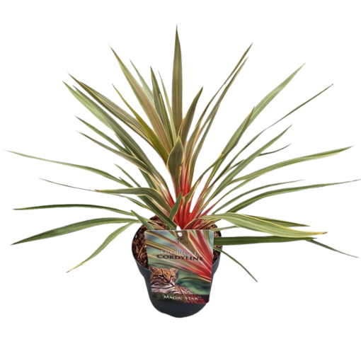 Cordyline australis 'Magic Star' C2 verililjapuu