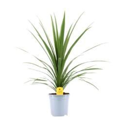 Cordyline australis 'Verde' P21 verililjapuu