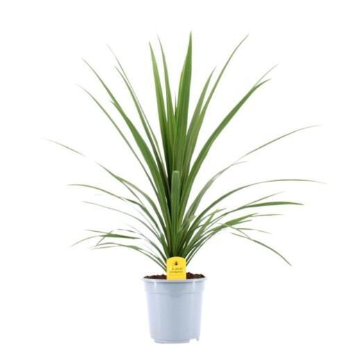 Cordyline australis 'Verde' P21 verililjapuu