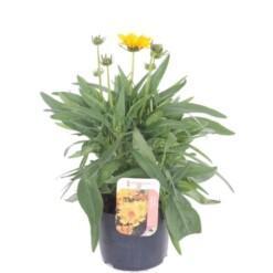 Coreopsis grand. 'Early Sunrise' P13 Isokaunosilmä