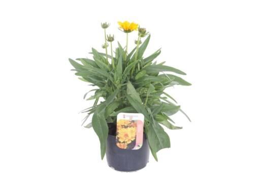 Coreopsis grand. 'Early Sunrise' P13 Isokaunosilmä