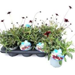 Cosmos atrosang. ''Chocolate' P13 Suklaakosmoskukka