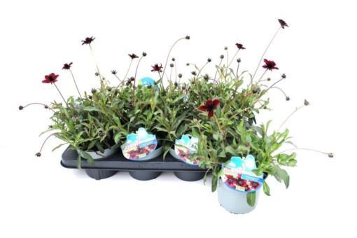 Cosmos atrosang. ''Chocolate' P13 Suklaakosmoskukka