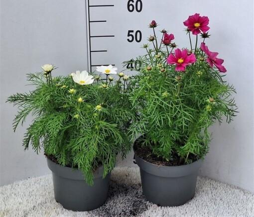 Cosmos mix C5 punakosmoskukka