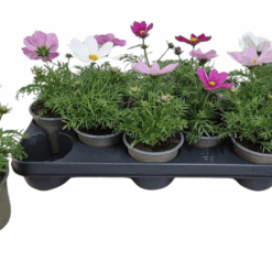 Cosmos mix P10.5 punakosmoskukka