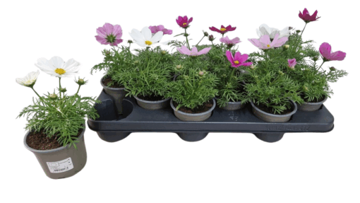Cosmos mix P10.5 punakosmoskukka