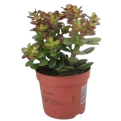 Crassula ovata 'Minor' P12 rahapuu