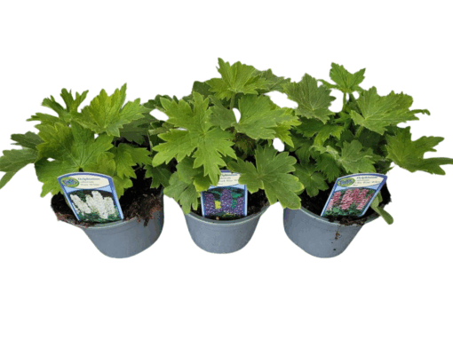 Delphinium mix P13 Jaloritarinkannus eri värejä