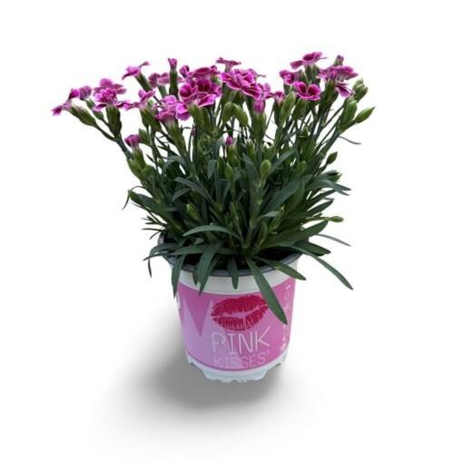 Dianthus 'Pink Kisses' P10.5 cm