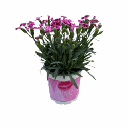 Dianthus 'Pink Kisses' P10.5 cm