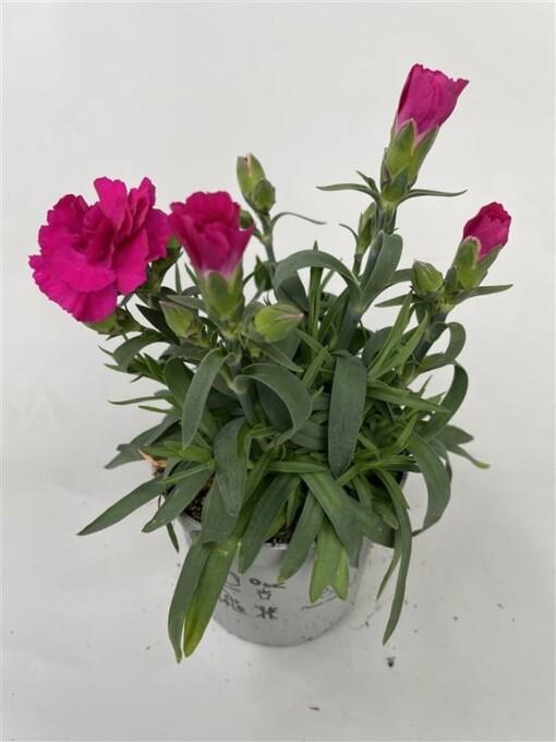 Dianthus caryophyllus 'Amy' P9 tarhaneilikka