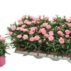 Dianthus caryophyllus 'Oscar Light Pink' P12 tarhaneilikka