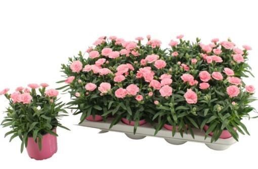 Dianthus caryophyllus 'Oscar Light Pink' P12 tarhaneilikka