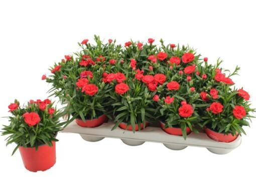 Dianthus caryophyllus 'Oscar Light Red' P12 tarhaneilikka
