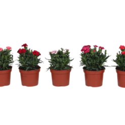 Dianthus caryophyllus 'Oscar mix' P12 tarhaneilikka