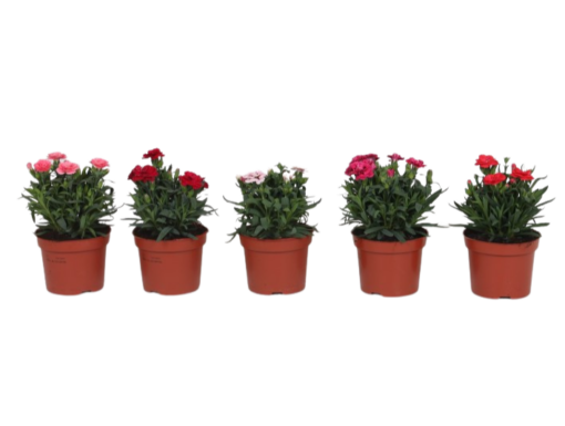 Dianthus caryophyllus 'Oscar mix' P12 tarhaneilikka