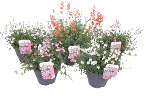 Diascia mix P23 Diana