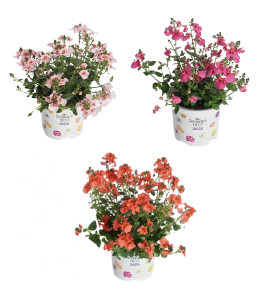 Diascia mix P10.5 Diana