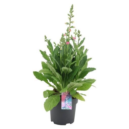 Digitalis purp. 'Hanabee Pink' C2 Rohtosormustinkukka