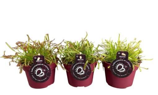 Drosera mix / P12 kihokki